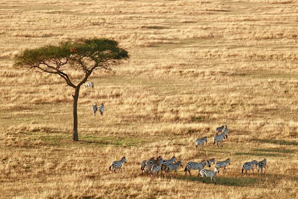 Iconic view of Tanzania